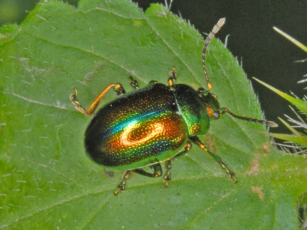 Quale Oreina? No, Chrysolina fastuosa (cfr.)